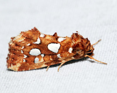 9633 -  Silver-spotted Fern Moth - Callopistria cordata