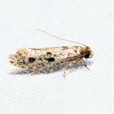 0411 – European House Moth – Niditinea fuscella