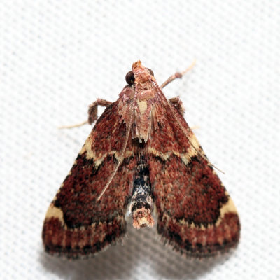 5526 - Red-shawled Moth - Pseudasopia intermedialis