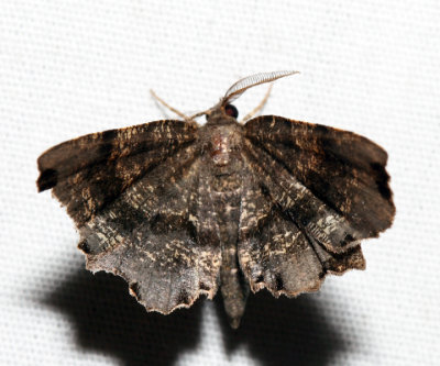 6834 - Dark Scallop Moth - Cepphis decoloraria (m)
