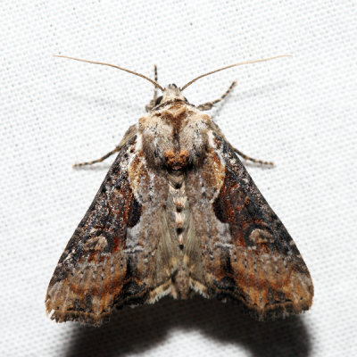 9385.1 – Double Lobed Moth – Lateroligia ophiogramma