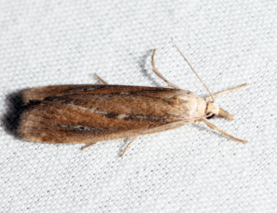 5473 – Thopeutis forbesellus