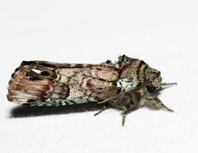 8007 – Unicorn Caterpillar Moth – Schizura unicornis