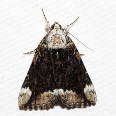 8876 – Little Nymph Underwing – Catocala micronympha