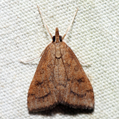 5079 – Celery Leaftier Moth – Udea rubigalis