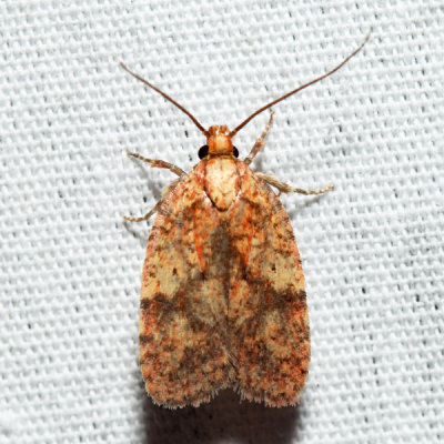  0882 – Four-dotted Agonopterix – Agonopterix robiniella