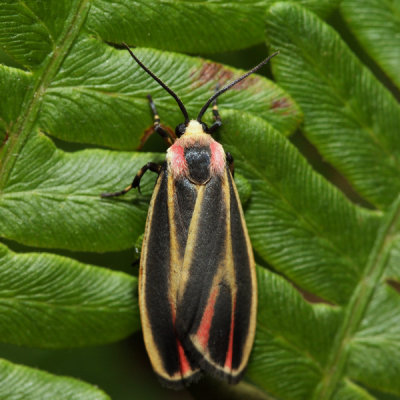 8090 - Painted Lichen Moth - Hypoprepia fucosa