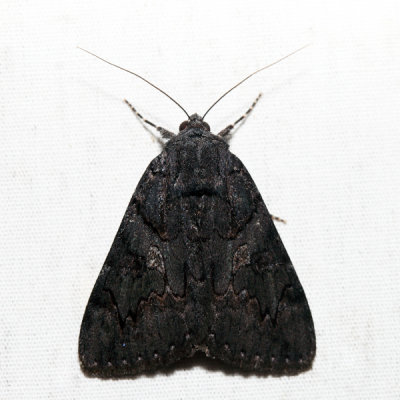 8775 - Sweetfern Underwing - Catocala antinympha