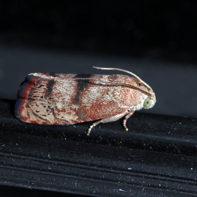 3494 – Filbertworm Moth – Cydia latiferreana
