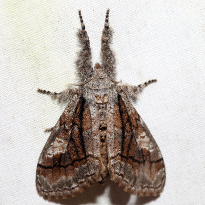 8302 - Streaked Tussock Moth - Dasychira obliquata