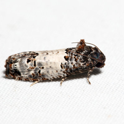 3192  Gray-blotched Epiblema - Epiblema scudderiana