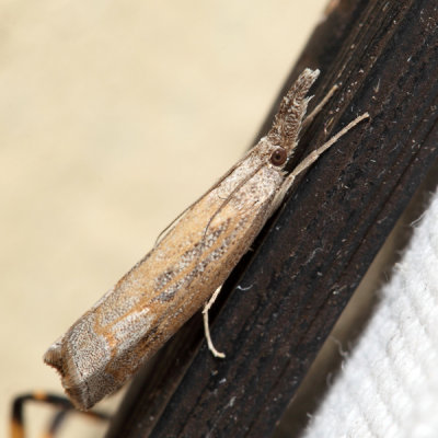 5381  Corn Root Webworm Moth  Neodactria caliginosellus