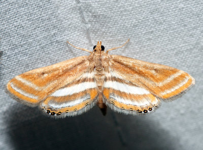 4763 – Floating-heart Waterlilly Moth – Parapoynx seminealis