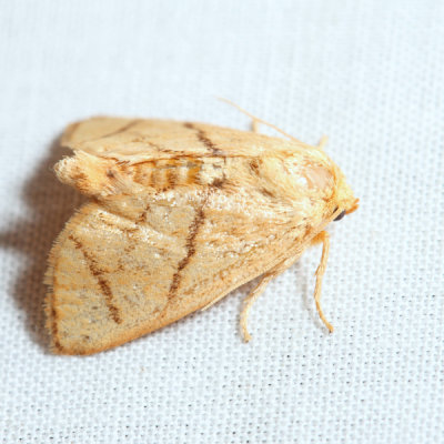4667 – Yellow-collared Slug Moth – Apoda y-inversum