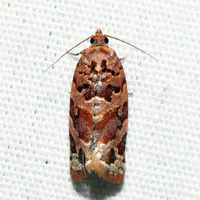  3603  Jack Pine Tube Moth  Argyrotaenia tabulana