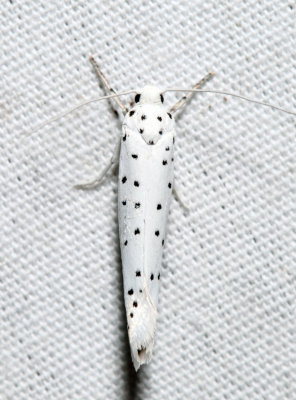 2423.1  Spindle Ermine Moth  Yponomeuta cagnagella