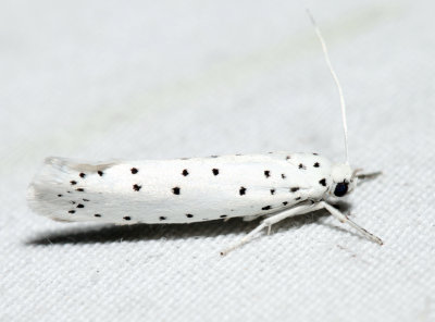 2423.1  Spindle Ermine Moth  Yponomeuta cagnagella