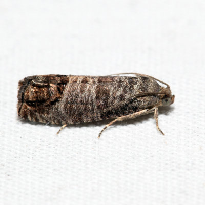 3492 - Codling Moth - Cydia pomonella