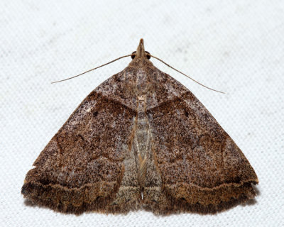 8345 - Variable Zanclognatha Moth - Zanclognatha laevigata