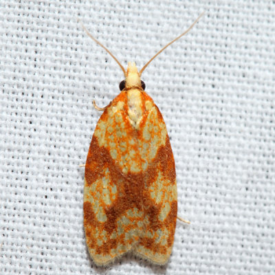 3695 – Sparganothis Fruitworm Moth – Sparganothis sulfureana