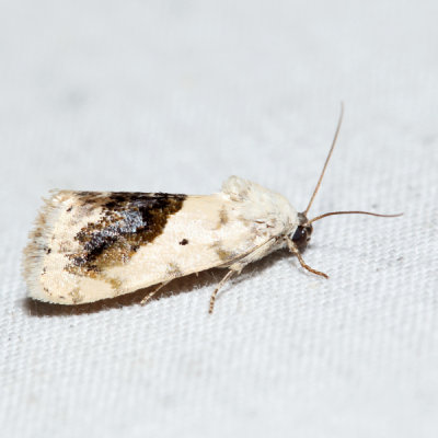 9095 - Small Bird-dropping Moth - Ponometia erastrioides