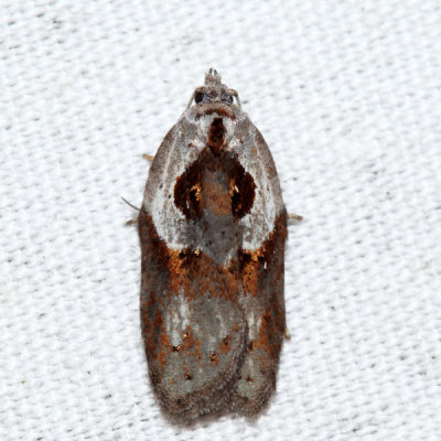  3543 - Stained-back Leafroller - Acleris maculidorsana