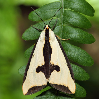 8107 - Clymene Moth - Haploa clymene