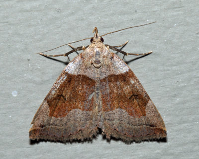8345 - Variable Zanclognatha Moth - Zanclognatha laevigata