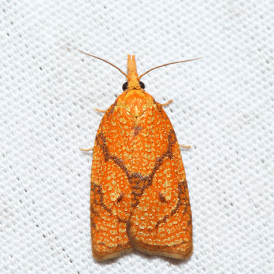 3720  Reticulated Fruitworm Moth  Cenopis reticulatana
