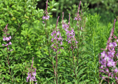 Fireweed - Chamerion angustifolium