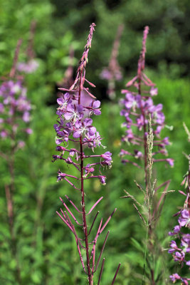 Fireweed - Chamerion angustifolium