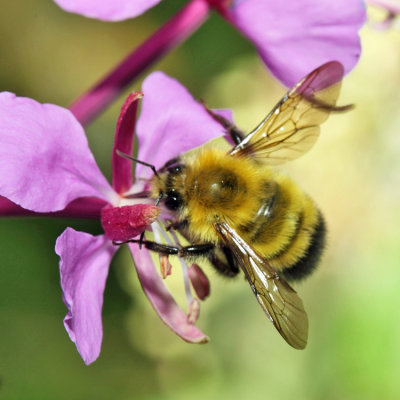 Perplexing Bumble Bee - Bombus perplexus