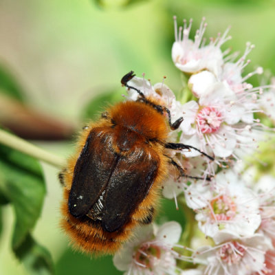 Cranberry Root Grub - Lichnanthe vulpina