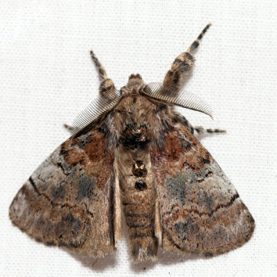 8300  Cinnamon Tussock Moth  Dasychira cinnamomea