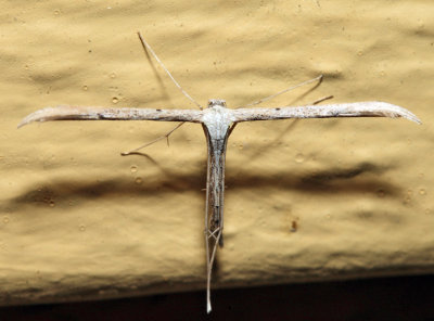 6234 – Morning-glory Plume Moth – Emmelina monodactyla