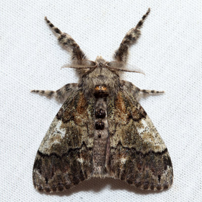 8296 – Yellow-based Tussock Moth – Dasychira basiflava