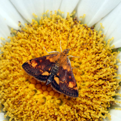 5058 – Orange Mint Moth – Pyrausta orphisalis