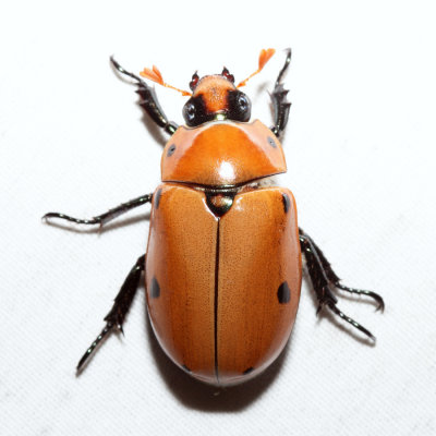 Grapevine Beetle - Pelidnota punctata