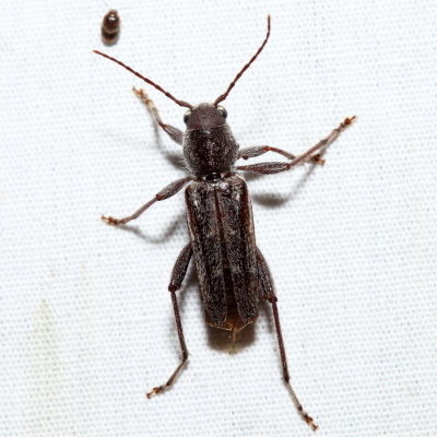 Arrowhead Borer - Xylotrechus sagittatus