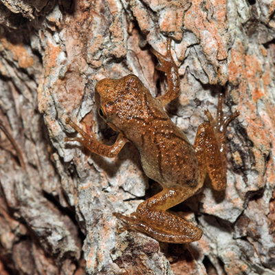 Spring Peeper - Pseudacris crucifer