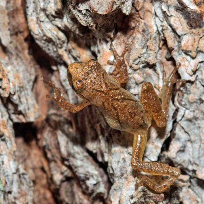 Spring Peeper - Pseudacris crucifer