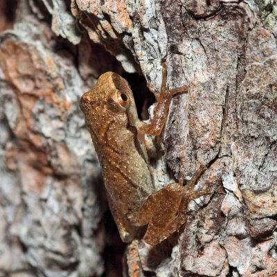 Spring Peeper - Pseudacris crucifer