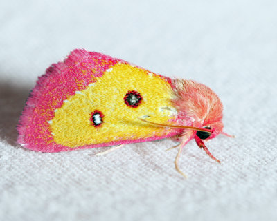 11055 – Pink Star Moth – Derrima stellata
