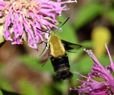 7855 - Snowberry Clearwing - Hemaris diffinis