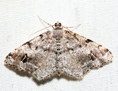 6343 – Six-spotted Angle – Macaria sexmaculata