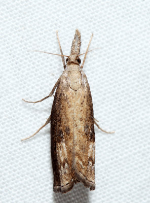 5381  Corn Root Webworm Moth  Neodactria caliginosellus