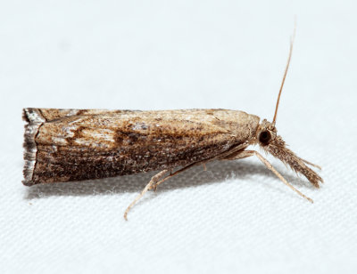 5381 – Corn Root Webworm Moth – Neodactria caliginosellus