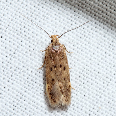 1852  Ten-spotted Honeysuckle Moth  Athrips mouffetella