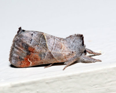 7901 – Apical Prominent – Clostera apicalis 