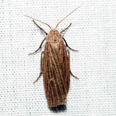 8045.1 – Pale Lichen Moth – Crambidia pallida